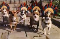 Le Chihuahua de Beverly Hills Bande-annonce (IT)