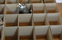 Chats dans des cartons
