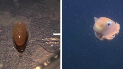 VIDEO. Voici adorabilis, la pieuvre la plus mignonne du monde