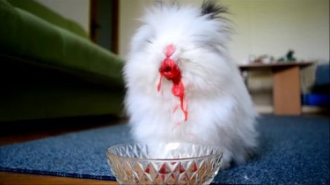 Un lapin trop mignon mange des fraises - Vidéo Dailymotion