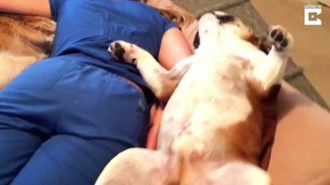 Une Femme Couche Avec Ses Deux Chiens Sur Orange Videos