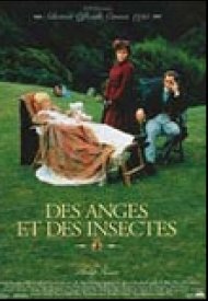 Affiche de Des anges et des insectes