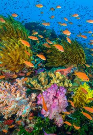 Affiche de Océans : Notre planète bleue