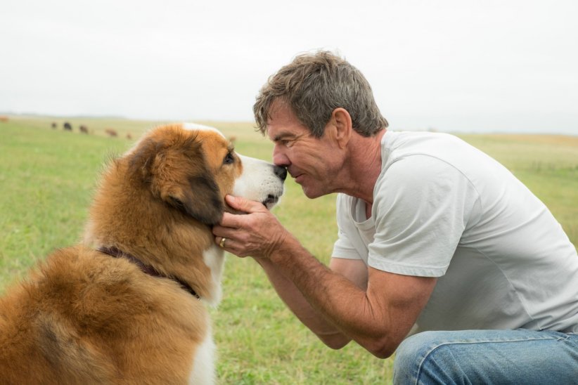Bailey, le héros canin de "Mes vies de chien" Bailey, le héros canin de "Mes vies de chien"