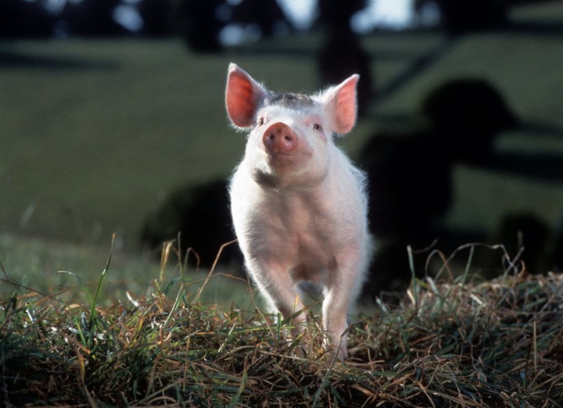 Le rêve fou d'un porcelet dans "Babe" (1996) Le rêve fou d'un porcelet dans "Babe" (1996)