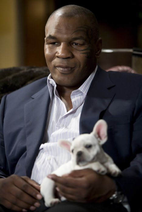 Mike Tyson, un boxeur à Hollywood Mike Tyson, un boxeur à Hollywood
