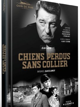 Chiens perdus sans collier