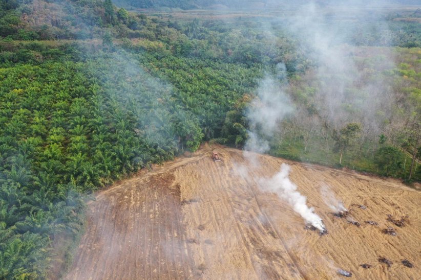 Acheter des produits à base d'huile de palme Acheter des produits à base d'huile de palme