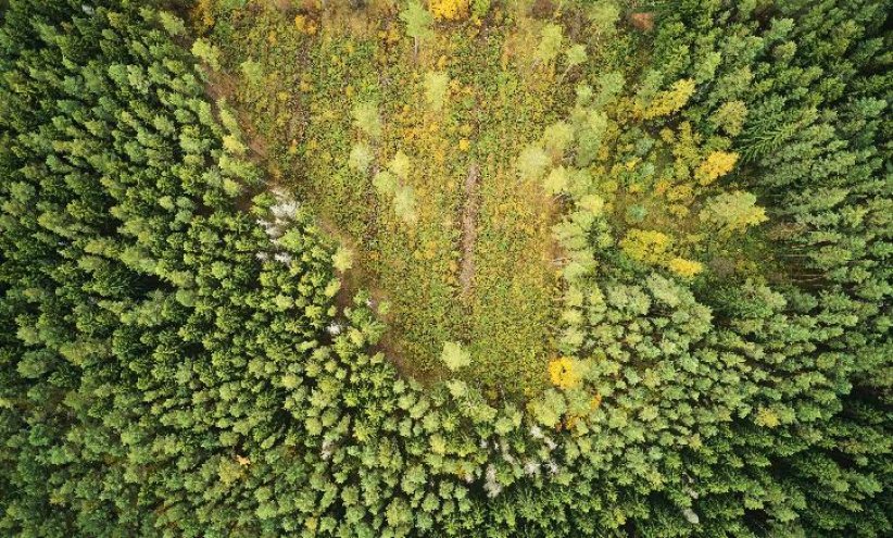 Elles jouent un rôle dans la déforestation Elles jouent un rôle dans la déforestation
