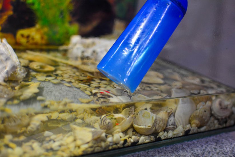 Ne pas vider toute l'eau de votre aquarium Ne pas vider toute l'eau de votre aquarium