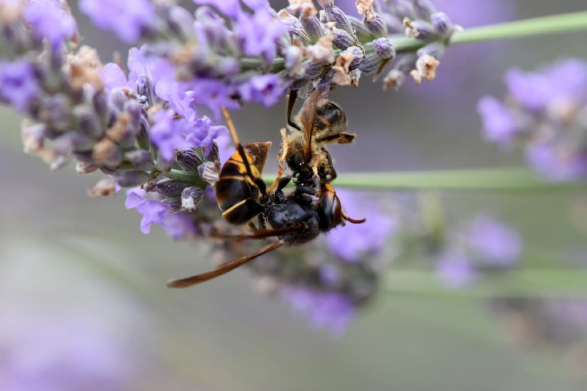 C'est un fléau pour l'écosystème (et les abeilles) C'est un fléau pour l'écosystème (et les abeilles)