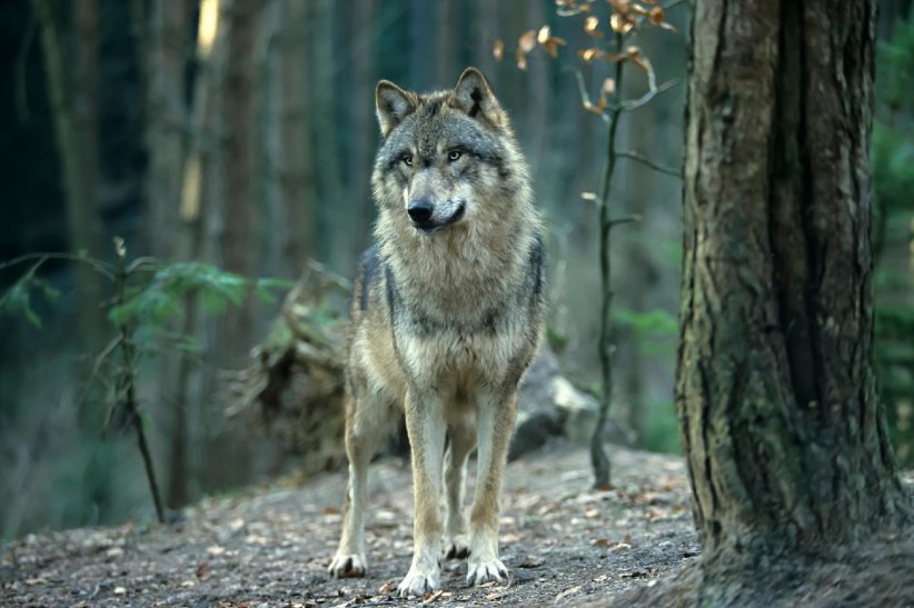 Les loups protègent les forêts Les loups protègent les forêts