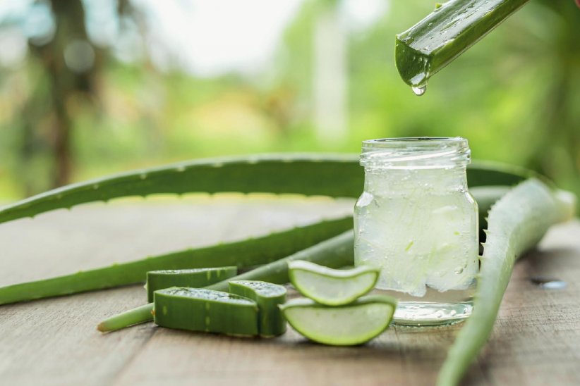 Se badigeonner d'aloe vera Se badigeonner d'aloe vera