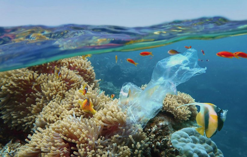 Bientôt plus de plastique que de poissons Bientôt plus de plastique que de poissons