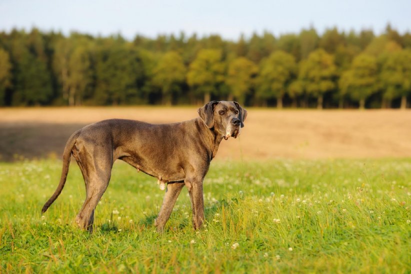 Le Dogue Allemand peut mesurer jusqu'à 1m au garrot ! Le Dogue Allemand peut mesurer jusqu'à 1m au garrot !