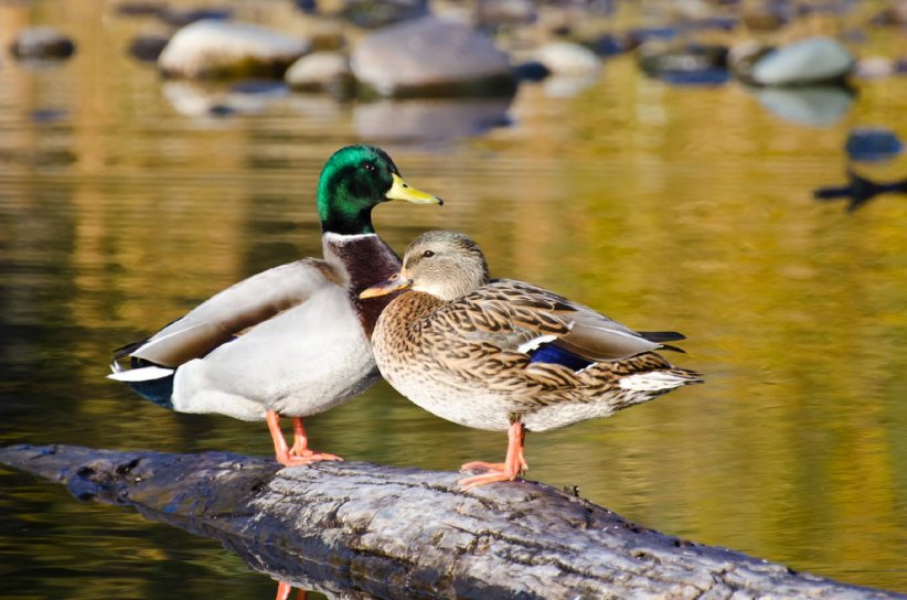 Le canard et son coup de lasso Le canard et son coup de lasso