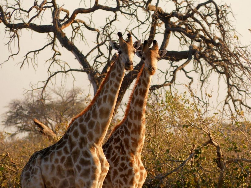 Des espèces animales menacées Des espèces animales menacées