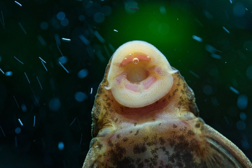 Utiliser des poissons nettoyeurs Utiliser des poissons nettoyeurs