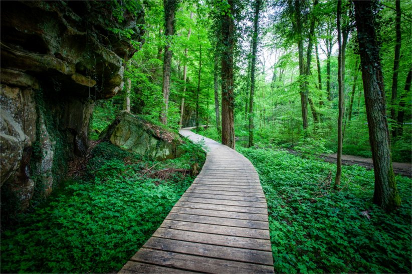 La forêt de Mullerthal au Luxembourg La forêt de Mullerthal au Luxembourg