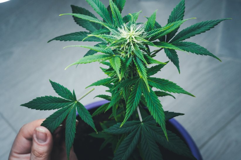 L'intoxication au cannabis chez les enfants L'intoxication au cannabis chez les enfants