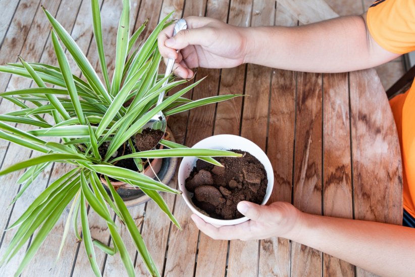 Pour favoriser la pousse des plantes Pour favoriser la pousse des plantes