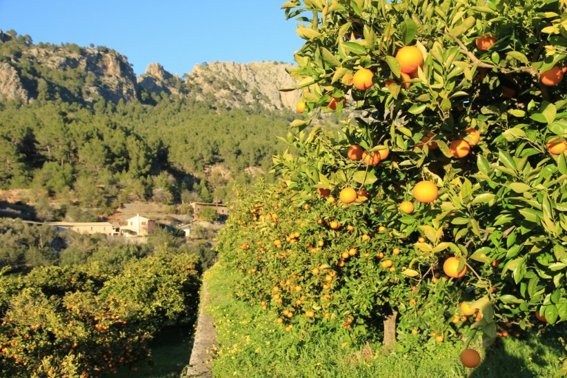 La Vallée des oranges à Majorque : l'emblème du village de Sòller La Vallée des oranges à Majorque : l'emblème du village de Sòller