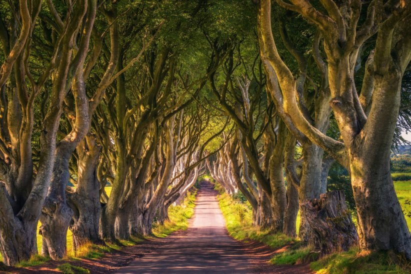 The Dark Hedges, en Irlande du Nord The Dark Hedges, en Irlande du Nord
