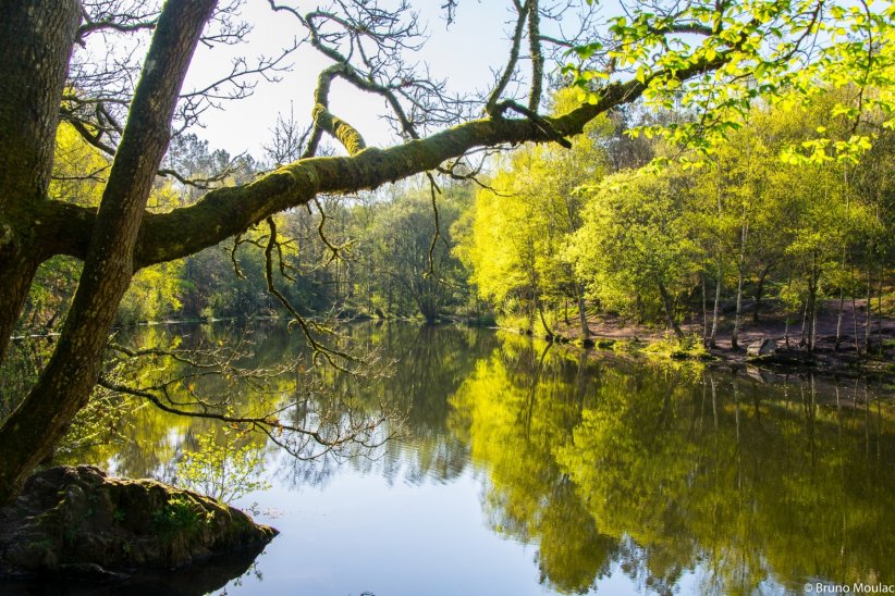 Brocéliande et ses légendes Brocéliande et ses légendes
