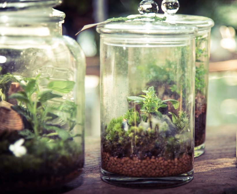 Le terrarium est l'objet déco tendance ! Le terrarium est l'objet déco tendance !