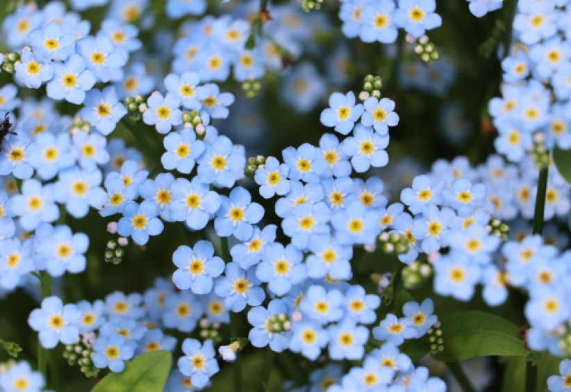 Les myosotis : romantique mais un peu envahissant Les myosotis : romantique mais un peu envahissant