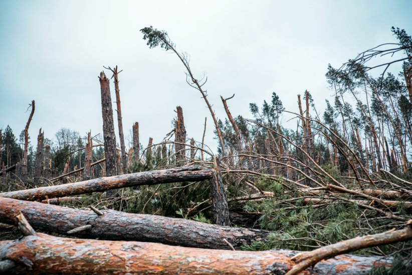 Les tempêtes européennes de 1999 ont tout balayé sur leur passage Les tempêtes européennes de 1999 ont tout balayé sur leur passage