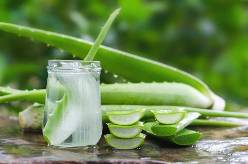 Adoptez l'aloe vera Adoptez l'aloe vera