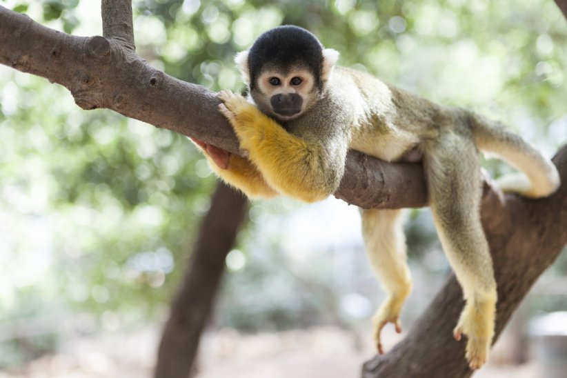 L'île aux singes, Guyane L'île aux singes, Guyane