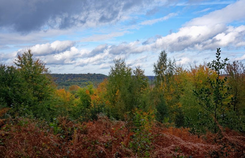 La forêt de Compiègne (Hauts-de-France) La forêt de Compiègne (Hauts-de-France)
