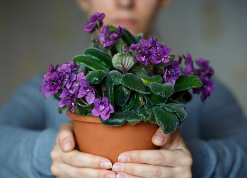 La violette, au service des grands timides La violette, au service des grands timides