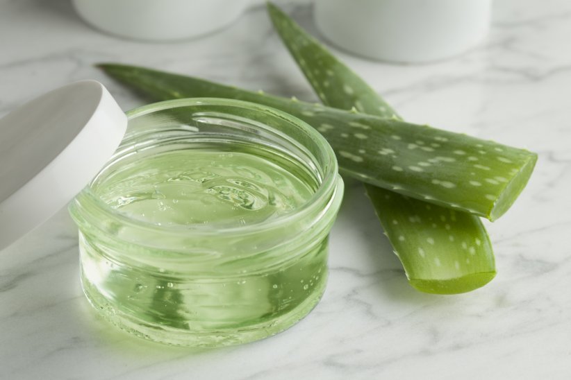 Le gel d'aloe vera Le gel d'aloe vera