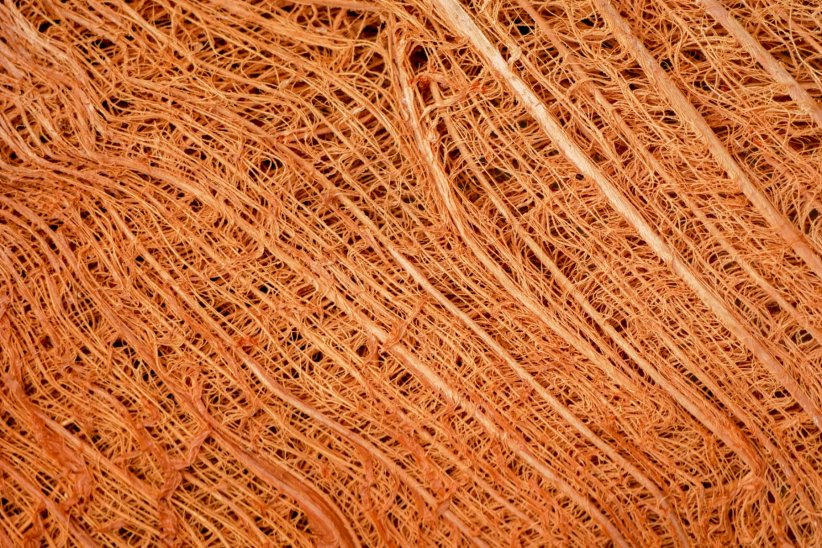 La fibre de coco La fibre de coco