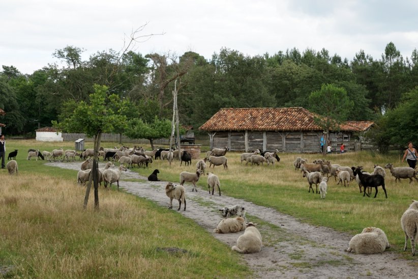À l'écomusée de Marquèze à Sabres (40) À l'écomusée de Marquèze à Sabres (40)