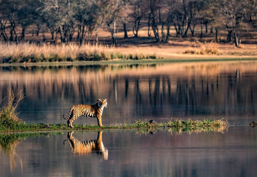 La réserve de tigres de Ranthambore La réserve de tigres de Ranthambore
