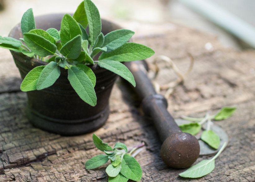 La sauge, plante calmante La sauge, plante calmante