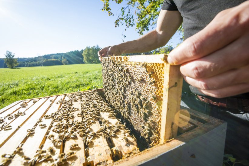 La cire d'abeille La cire d'abeille