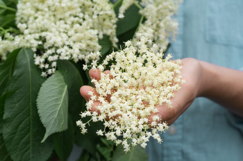 Le sureau : une plante riche en vitamines Le sureau : une plante riche en vitamines