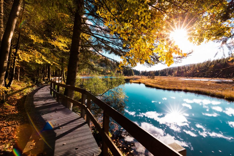 Les Vosges et leurs immenses forêts Les Vosges et leurs immenses forêts