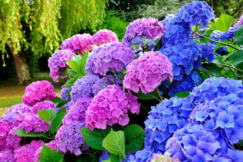 L'hortensia, plante facile à vivre L'hortensia, plante facile à vivre