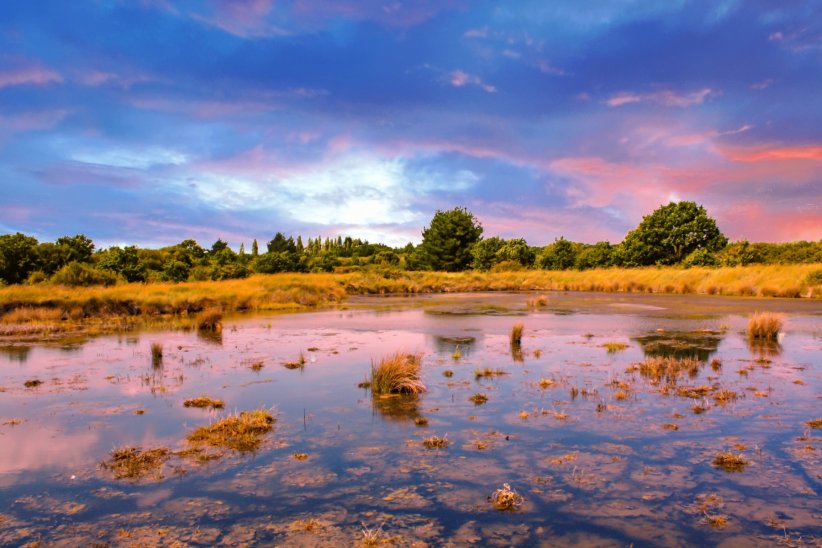 La réserve naturelle des marais de Séné La réserve naturelle des marais de Séné