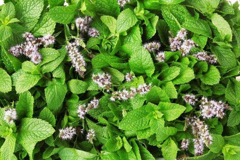 La menthe La menthe
