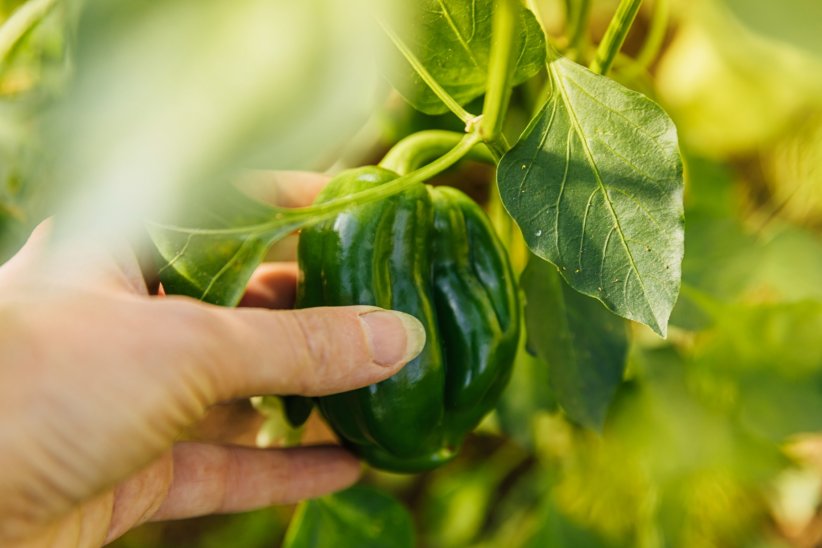 L'impact des OGM sur les espèces vivantes L'impact des OGM sur les espèces vivantes