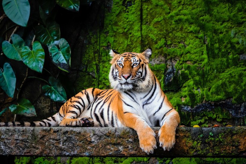 Le tigre du Bengale Le tigre du Bengale