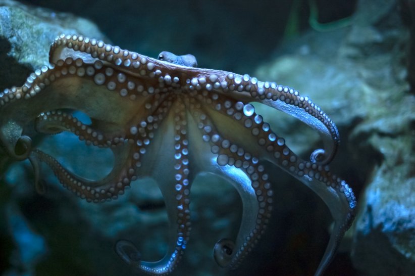 Il possède 40 millions de récepteurs par tentacule Il possède 40 millions de récepteurs par tentacule
