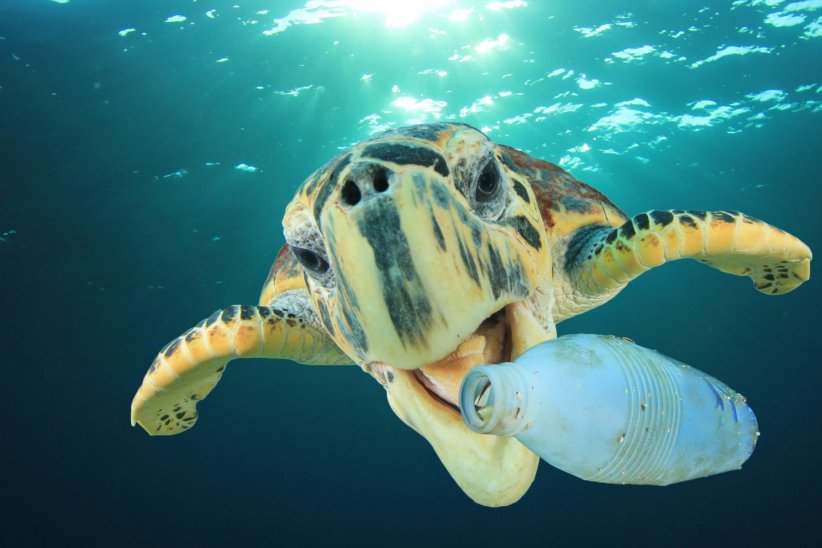 Les bouteilles en plastique Les bouteilles en plastique